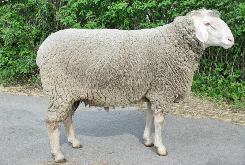 Merinos
