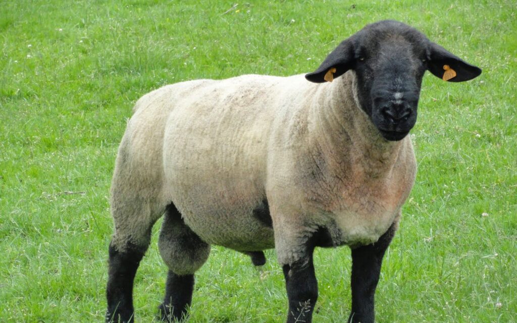 Suffolk
